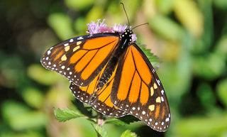 Monarch Butterfly, photo credit: George Stoneman